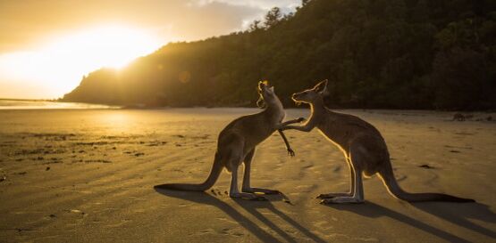 AUSTRÁLIE V OBYTNÉM VOZE - TOP ITINERÁŘ NA 14 DNÍ AUSTRÁLIE V OBYTNÉM VOZE - TOP ITINERÁŘ NA 14 DNÍ