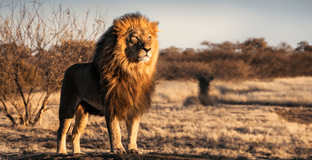 pronájem karavanů Afrika